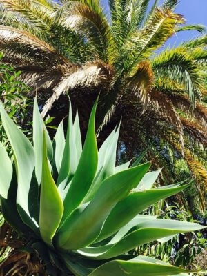 Peut-on planter un palmier près d'une maison