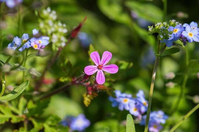 fleur-saponaire