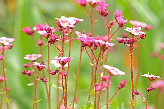 fleur-saponaire